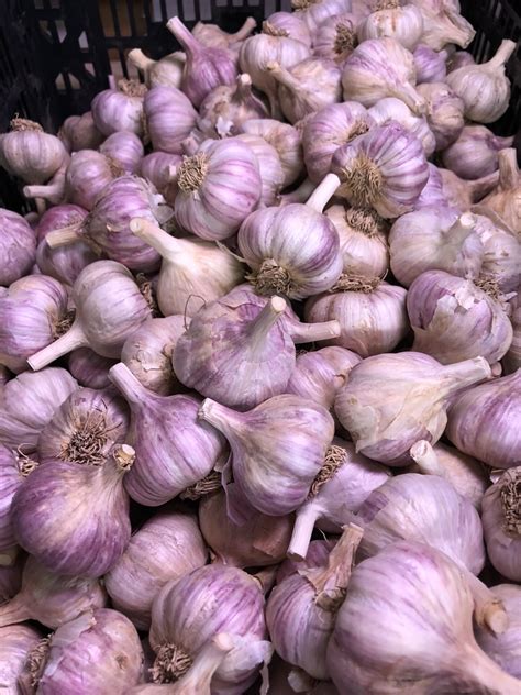Keene garlic. Right now through the month of November is the best time of the year to plant garlic. A local family-run company, Keene Garlic in Madison, has been selling heirloom … 