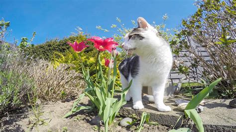 Keep Easter lilies away from cats