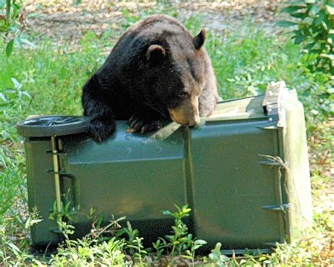 Keep bears out of food-garbage-pet food-livestock feed-crops