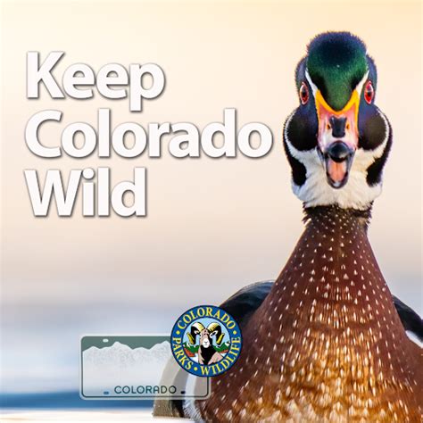  The Keep Colorado Wild Pass is only available for purchase through the Colorado Division of Motor Vehicles (DMV) when either renewing or registering a vehicle. The annual $29 pass fee is automatically added to your vehicle registration unless you choose to opt out. If you do not own a vehicle, you can purchase a non-vehicle pass on the Colorado ... . 