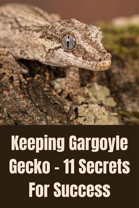 Keeping Gargoyle Gecko – 11 Secrets For Success - The Pets And …