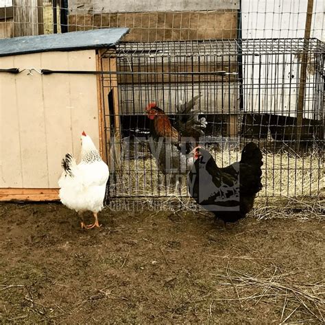 Keeping Multiple Roosters in a Flock Meyer Hatchery …