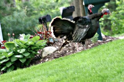 Keeping Turkeys Out of Mulch Beds Hometalk