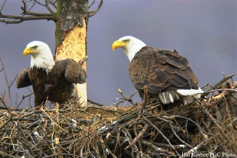 Keeping an eye on eagle couples during nesting season is a labor of love for volunteer monitors
