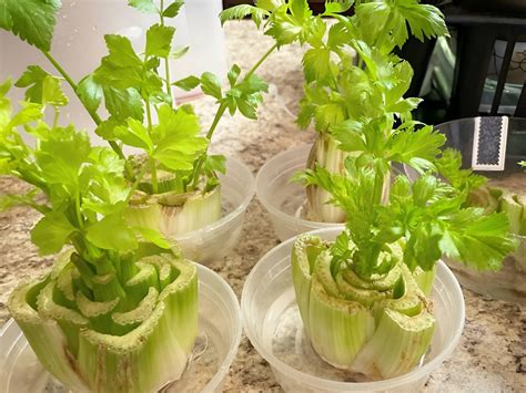 Keeping celery in water