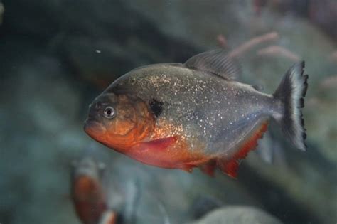 Keeping piranha Pets4Homes