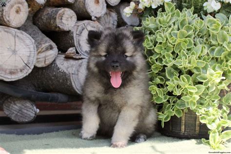 Compared to other breeds in the "spitz" family, the Keeshond is quieter, more sensible, and less dominant. Bright, cheerful, and lively, the Keeshond needs moderate exercise, but more importantly, he needs companionship. He is very people-oriented, craves attention and petting, and needs to be fully involved in the family.. 