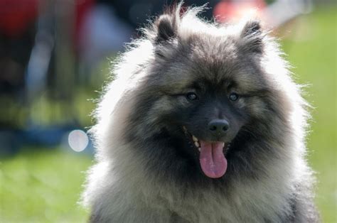 Keeshond slower to get up and down
