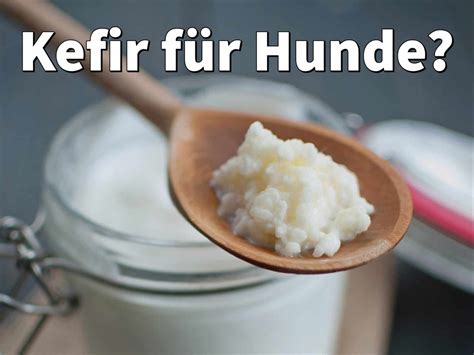 Kefir hund