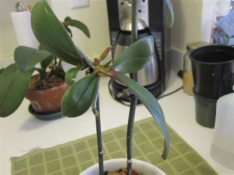 Keiki. Replant the keiki in a separate pot, which should have fresh potting mix. Direct the keiki’s roots downward and use the spike to anchor the baby orchid. Write a separate label for the keiki so you remember its pedigree. … 
