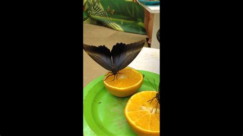Kelebekler nasıl beslenir