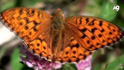 Kelebeklerin renkleri YouTube.