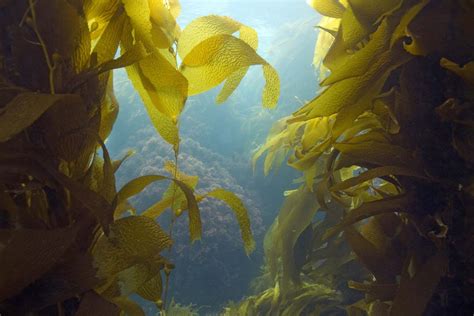Kelp