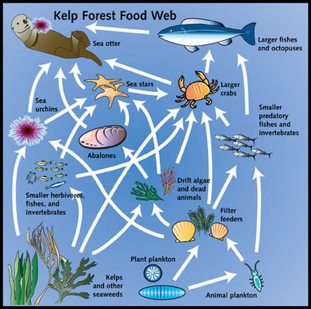 Kelp Forest Food Web and Ecosystem - Study.com