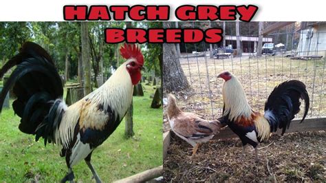 It must mentioned that McClean’s females were basic for the cross of the yellow legged with the Sweater gamefowl fighting style, Kelso and other bloodlines in the United States. It is a very used family between the black bloods such as the Brown Reds, or the Sid Taylors. Rooster hatch spangle. 
