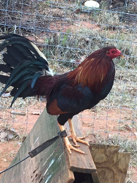 I've never seen a better Hatch rooster than our broodcock and his stags are making daddy proud. ... Kelso/Leiper, Albany/Leiper will do for you! Roosters are dark red, …. 