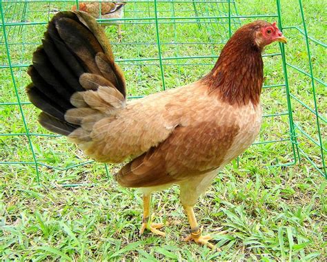 Kelso hen. For more Kelso Hen and Pullet Photos!! Our Pure Kelso hens come light (buff) and dark (wheat) in color. They come yellow and white legged. They are very refined. 
