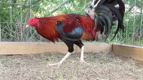 Kelso roundhead gamefowl. Things To Know About Kelso roundhead gamefowl. 