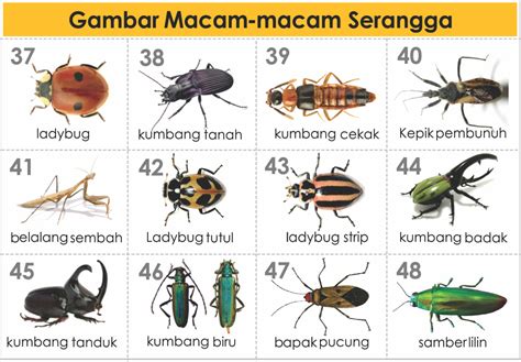 Keluar nomor sydney hari ini. Serangga kode alam.