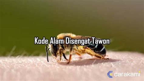 Keluaran shio harimau hari ini. Disengat lebah kode alam tawon.