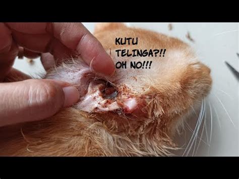 Kenali penyakit earmites pada kucing dan cara 【Video viral】