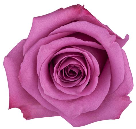 🍌 Kendall Rose @Onlykendalll Leaks [SEX VIDEO] 201 Videos