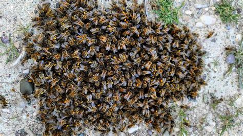 Kenevirin, arı katili "varroa"dan koruduğu ortaya çıktı. 