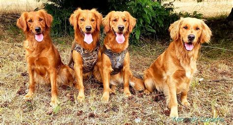 Kennedy goldens. 1.7K views, 47 likes, 3 comments, 3 shares, Facebook Reels from Kennedy Goldens: Our DaisyXDuke puppies are true Goldens! They LOVE water! . Neko Fuzz · Carefree (feat. Barbasauce) 
