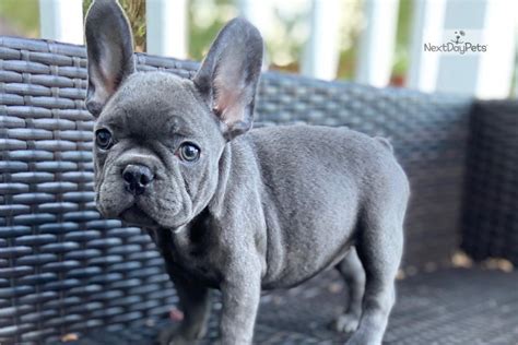 Kennel Club French Bulldog Puppies For Sale