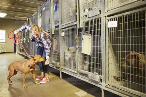 Kennel attendant hiring. Things To Know About Kennel attendant hiring. 