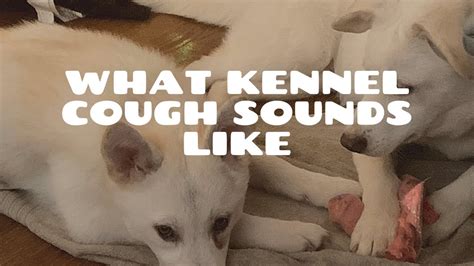 Kennel cough sound. Things To Know About Kennel cough sound. 