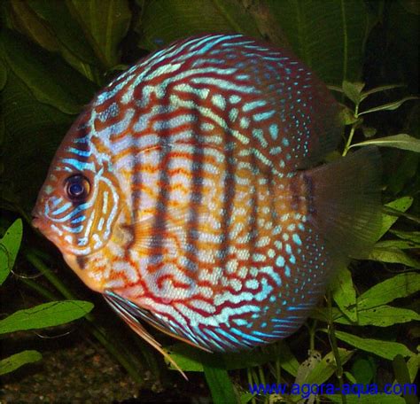 List: $ 149.00. $ 139.00 $ 128.00 Add to cart. HIGH QUALITY DISCUS FISH FOR SALE AT AT ARIZONA AQUATIC GARDENS! THE LOWEST PRICING ON HIGH QUALITY DISCUS ANYWHERE! Our company offers a variety of quality Discus species and color varieties from trusted family-owned farms that our own family has dealt with for 20 plus years! . 
