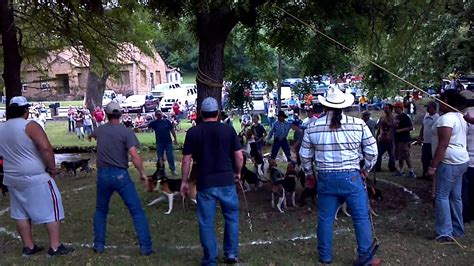 Kenton coon dog trials. The first dog to run the trail and cross the “finish line” is declared the “line winner.” The first dog to go inside the circle drawn around the home tree and bark up the tree is declared the “tree winner.” In order to train your dog for Field Trials you should purchase “coon training scent” from one of the dog supply companies. 