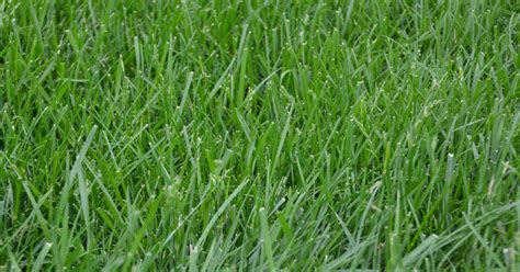 Kentucky 31 tall fescue. When grass seed should be planted depends on the type of grass. Cool-season grasses such as tall fescue and Kentucky bluegrass should be planted in the fall. Warm-season grasses li... 