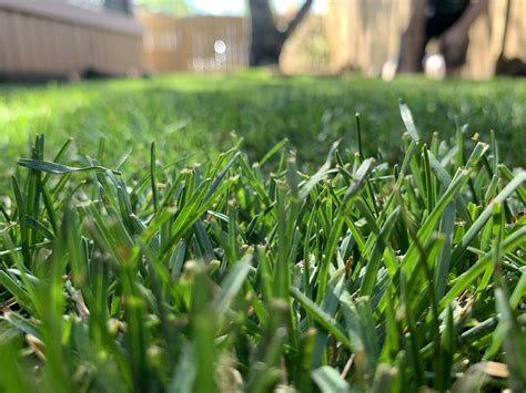 Kentucky bluegrass sod. Things To Know About Kentucky bluegrass sod. 
