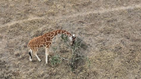 Kenya Hosts Global Conservation Tech & Drone Forum 2026: Tech in Service of Nature (2026)