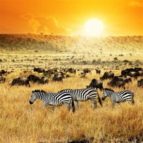 Kenya Vacations 2024 / 2024 l Emirates Vacations