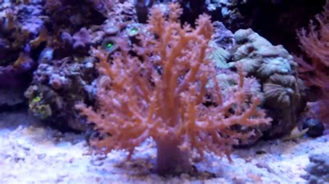 Kenya tree coral drooping.  Thanks for taking the time to always comment a...