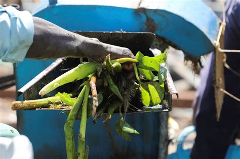 Kenyan entrepreneur turns water hyacinth weed into cooking …