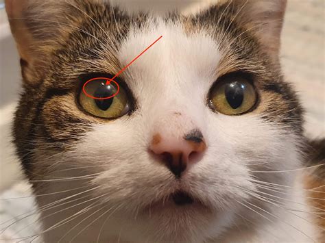 Keratitis in Cats