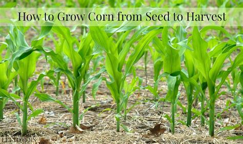 Kernel corn seed grow a garden. .  <a href=http://tt1100-bitrix.midow.ru/bitrix/adm...