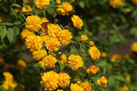 Kerria japonica