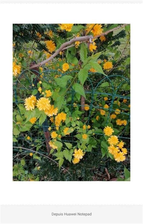 Kerria japonica (L.) DC., Japanese kerria (World flora)