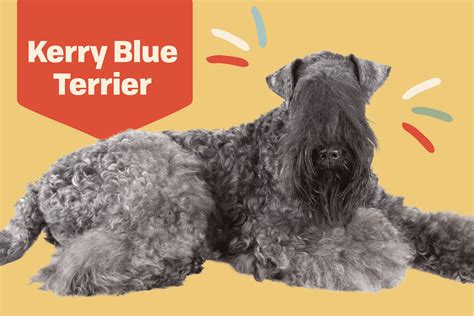 Kerry Blue Terrier Dog Breed Information and Characteristics