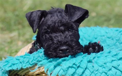 Kerry Blue Terrier puppies for sale in Wilmington, DE from trusted ...