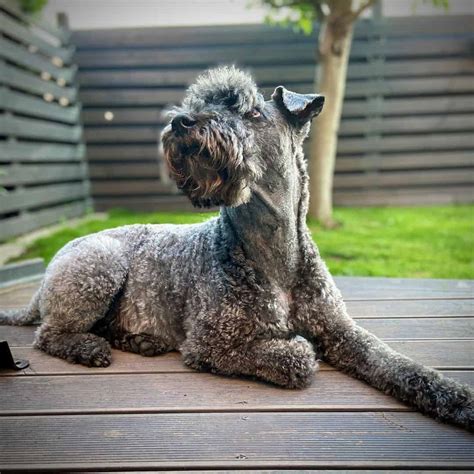 Kerry blue terrier comprehensive owners guide. - Epson stylus office bx625fwd bx525wd b42wd service manual repair guide.