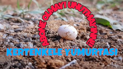 Kertenkele yumurtası . 
