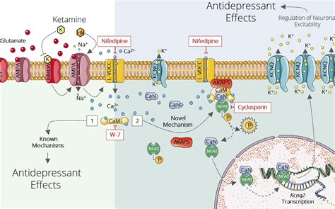 Ketamine: Mechanism of Action & Drug Interactions