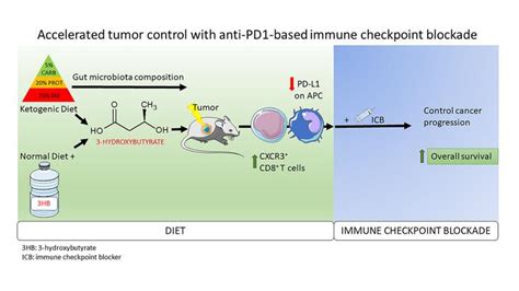 Ketogenic diet and ketone bodies enhance the anticancer ... - PubMed