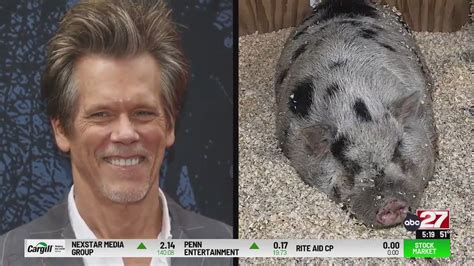 Kevin Bacon reacts to missing Pennsylvania pig Kevin Bacon